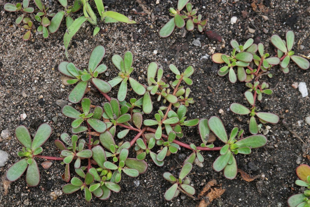 portulaca oleracea.jpg